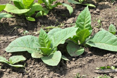 Yeşil yapraklar ve fidanlıkta yetişen bir tütün sapı.