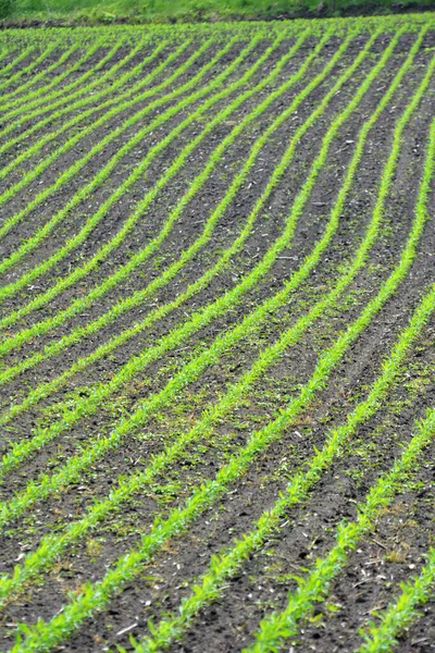 农民的田里有一排排的玉米幼苗 — 图库照片