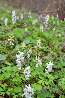 Ormanda ilkbaharda Corydalis çiçek açar.