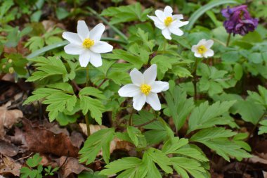 Ormanın vahşi yaşamında erken bahar çiçekleri. İlkbahar bitkisi Anemone nemorosa.