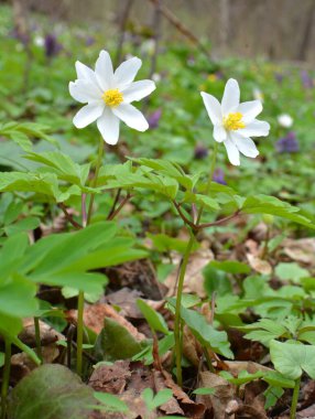 Ormanın vahşi yaşamında erken bahar çiçekleri. İlkbahar bitkisi Anemone nemorosa.