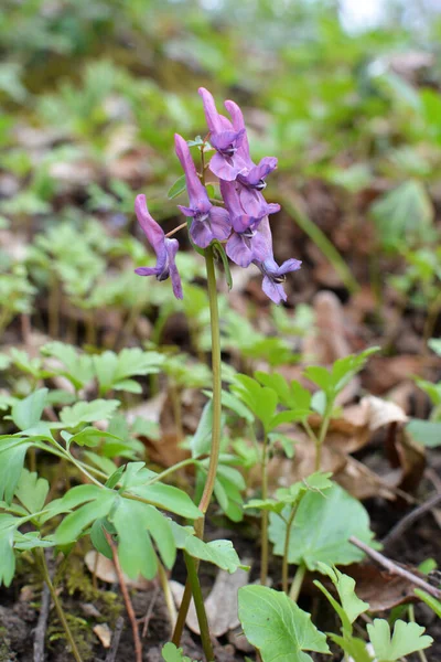 Ormanda Ilkbaharda Corydalis Çiçek Açar — Stok fotoğraf