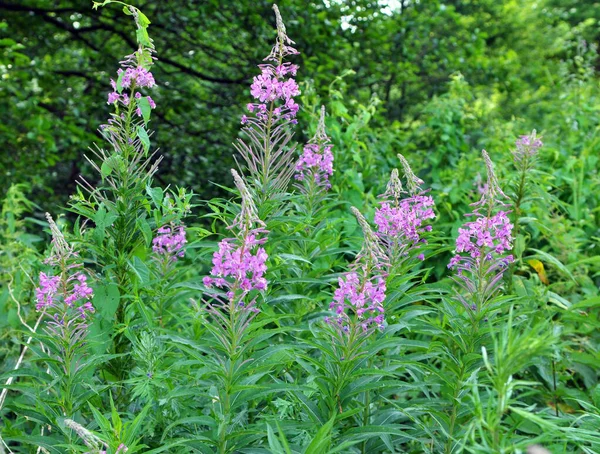 Epilobium Angustifolium Blooms Wild Summer — Stock Photo, Image