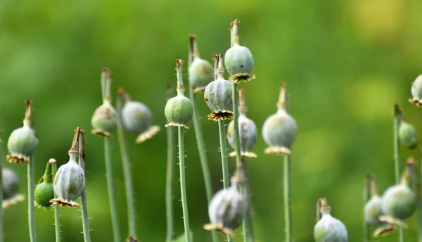 In a neglected area of the garden immature poppy heads, from which addicts extracted opium