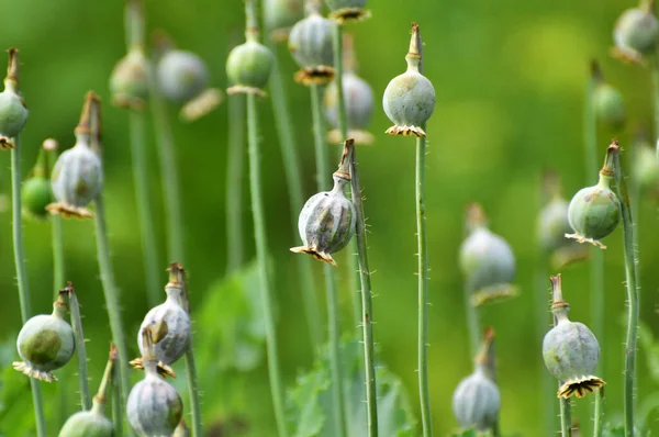 In a neglected area of the garden immature poppy heads, from which addicts extracted opium