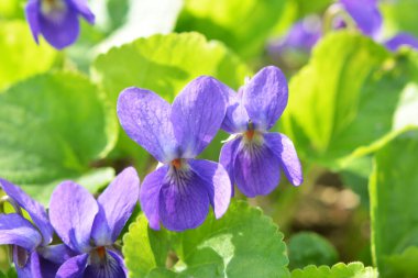 Baharda vahşi ormanda menekşe (Viola odorata) yetişir.