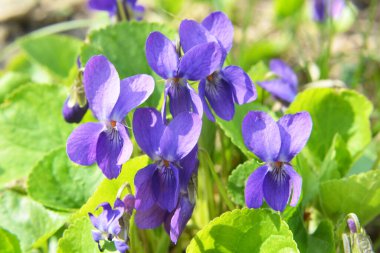 Baharda vahşi ormanda menekşe (Viola odorata) yetişir.