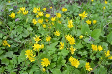 İlkbaharda, Ranunculus kurgu doğada çiçek açar.