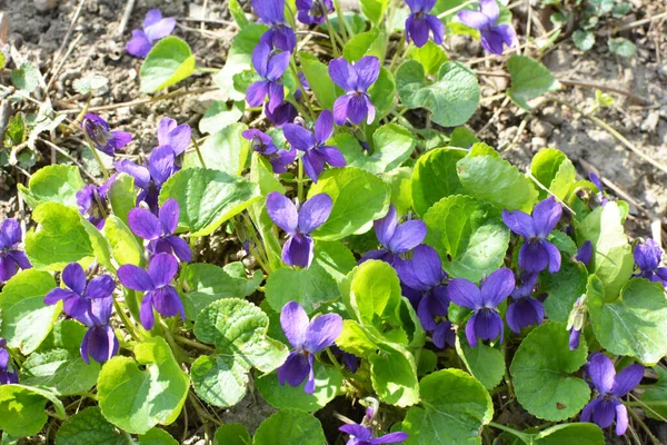 Baharda Vahşi Ormanda Menekşe Viola Odorata Yetişir — Stok fotoğraf