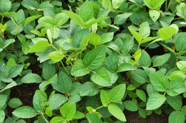 Yazın ortasında bir tarlada soya fasulyesi yetiştirirken.