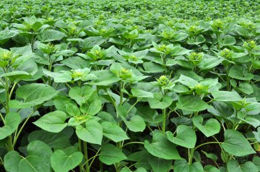 Yazın bir tarlada ayçiçeği yetişir..