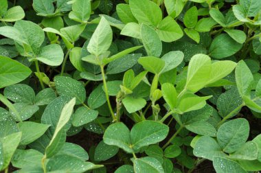 Yazın ortasında bir tarlada soya fasulyesi yetiştirirken.