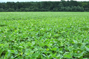 Yazın ortasında bir tarlada soya fasulyesi yetiştirirken.
