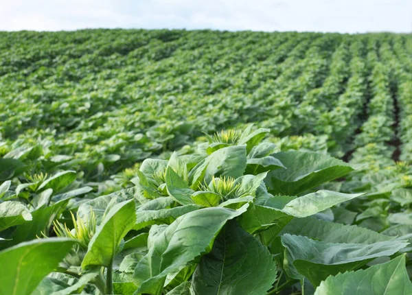 Été Sur Champ Agricole Pousse Tournesol — Photo