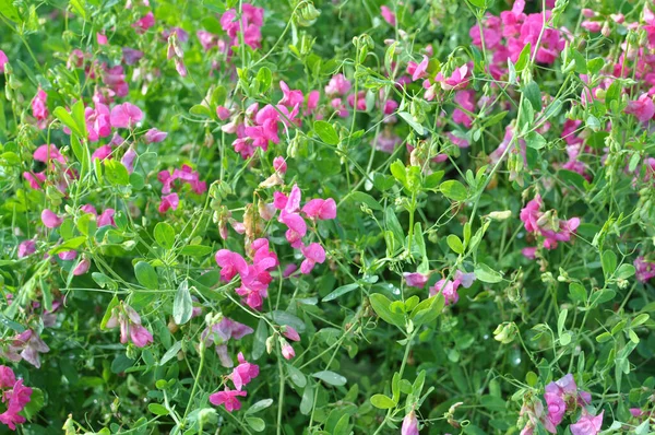 Summer Lathyrus Tuberosus Grows Grasses Field — Stock Photo, Image