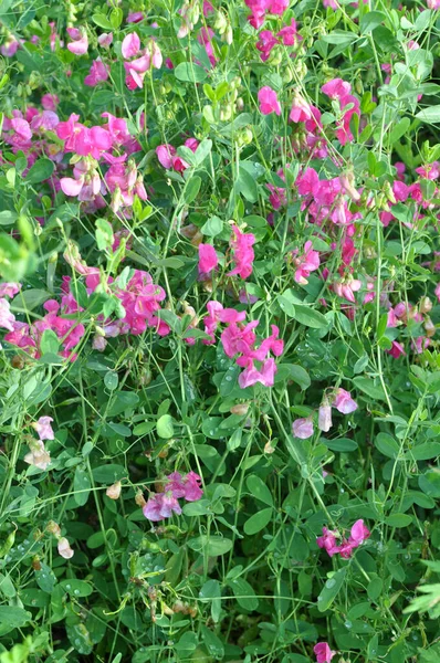 Summer Lathyrus Tuberosus Grows Grasses Field — Stock Photo, Image