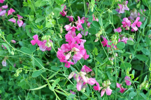 Verão Lathyrus Tuberosus Cresce Entre Gramíneas Campo — Fotografia de Stock