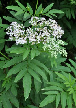 Vahşi doğada, yaşlı böğürtlen bitkisi (Sambucus ebulus) yazın açar.