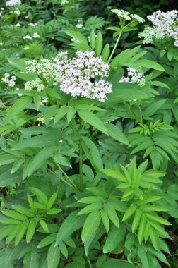 Vahşi doğada, yaşlı böğürtlen bitkisi (Sambucus ebulus) yazın açar.