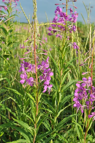 Epilobio Angustifolio Fiorisce Natura Estate — Foto Stock