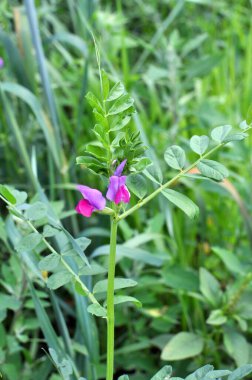 Vetch tohumu (Vicia sativa) bir tarlada yetişir.