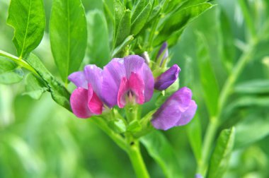 Vetch tohumu (Vicia sativa) bir tarlada yetişir.