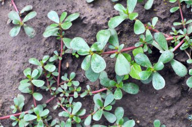 Doğada, toprakta, bir yabani ot gibi purslane yetişir (Portulaca oleracea)