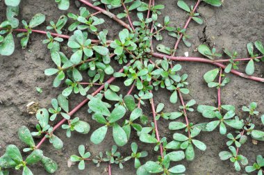 Doğada, toprakta, bir yabani ot gibi purslane yetişir (Portulaca oleracea)
