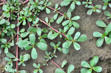 Doğada, toprakta, bir yabani ot gibi purslane yetişir (Portulaca oleracea)