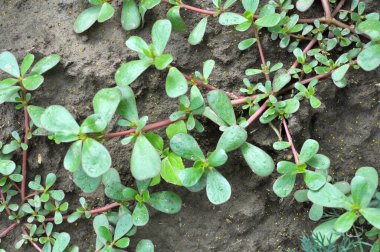 Doğada, toprakta, bir yabani ot gibi purslane yetişir (Portulaca oleracea)