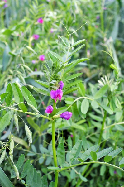 Siembra Vetos Vicia Sativa Crece Campo Agrícola — Foto de Stock