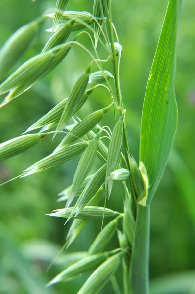 Field Green Spikelets Oats Close — Stock Photo, Image