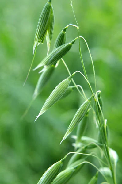In a field of green spikelets of oats close up