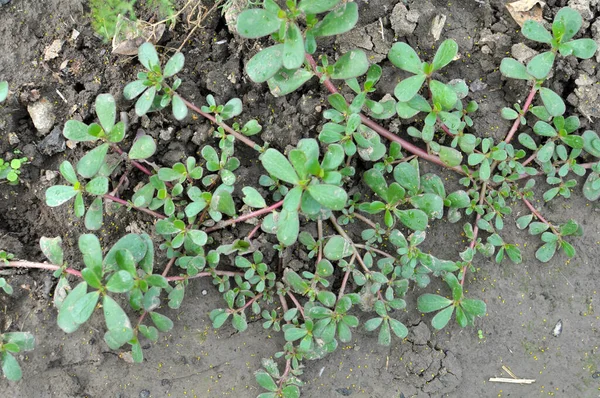 Der Natur Wächst Boden Wie Ein Unkraut Portulak Portulaca Oleracea — Stockfoto