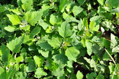 Doğada, tarla şişman bir tavuk yetiştirir (Chenopodium albümü)