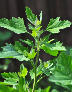 Doğada, tarla şişman bir tavuk yetiştirir (Chenopodium albümü)