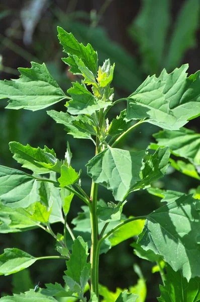 Přírodě Pole Pěstuje Tlusté Slepice Chenopodium Album — Stock fotografie