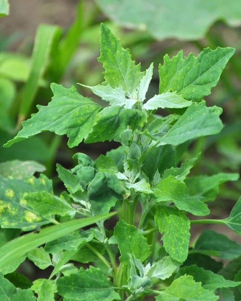 Natura Campo Cresce Una Gallina Grassa Album Chenopodium — Foto Stock