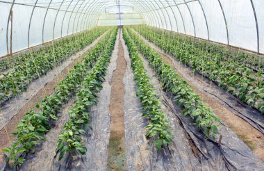 Tatlı biber, organik toprak kullanarak bir serada yetişir.