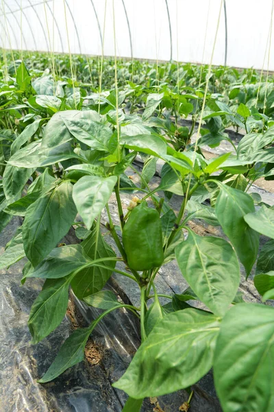 Sötpeppar Som Odlas Ett Växthus Med Hjälp Ekologisk Jord — Stockfoto