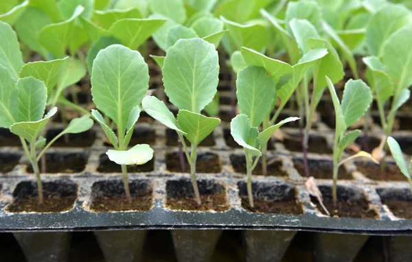 用塑料盒装 有机土壤种植的卷心菜种子 — 图库照片