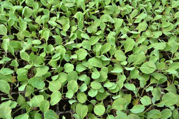 Σπόροι Λάχανου Που Καλλιεργούνται Πλαστικές Κασέτες Οργανικό Έδαφος — Φωτογραφία Αρχείου