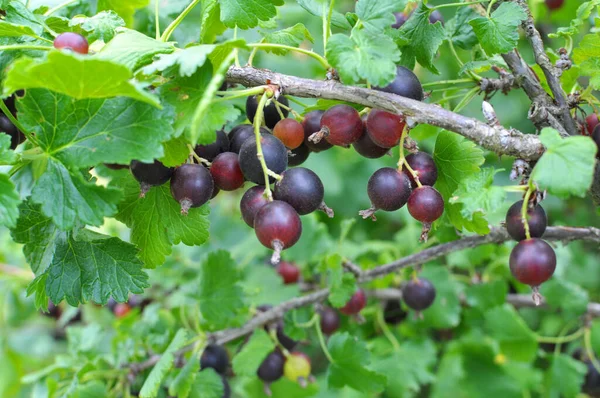 Sommer Reifen Auf Dem Zweig Des Busches Beeren Joschty — Stockfoto