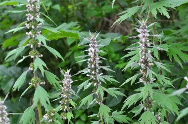 Otların arasındaki çayırlarda büyüyen ve açan köpek ısırgan otları beş ağızlıdır (Leonurus quinquelobatus)