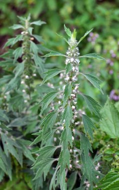 Otların arasındaki çayırlarda büyüyen ve açan köpek ısırgan otları beş ağızlıdır (Leonurus quinquelobatus)
