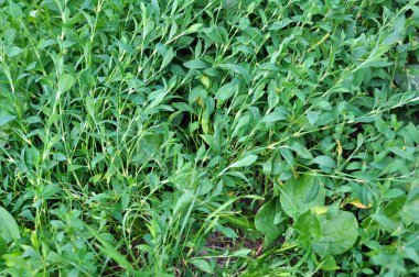 Baharda, yeşil çimenler Polygonum aviculare vahşi doğada yetişir