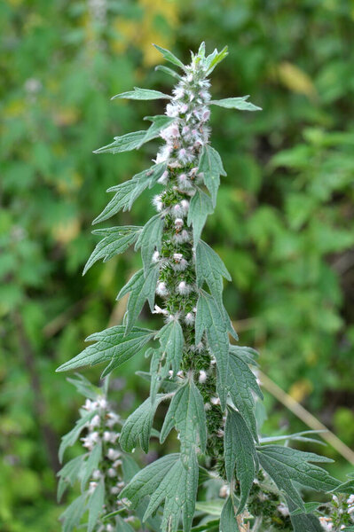 In the meadow among the herbs grows and blooms dog nettle is five-bladed (Leonurus quinquelobatus)