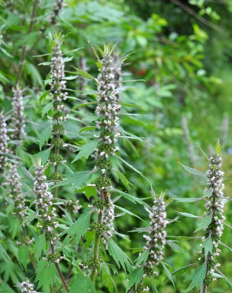 Meadow Herbs Grows Blooms Dog Nettle Five Bladed Leonurus Quinquelobatus — Stock Photo, Image