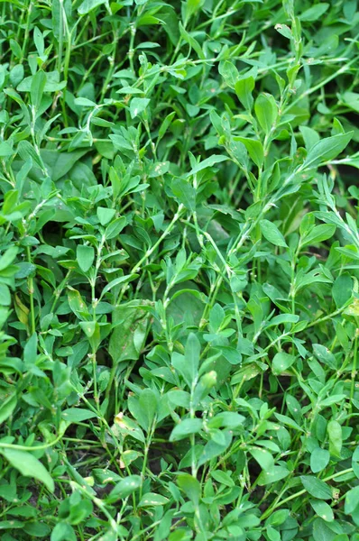 Printemps Herbe Verte Polygonum Aviculare Pousse Dans Nature — Photo