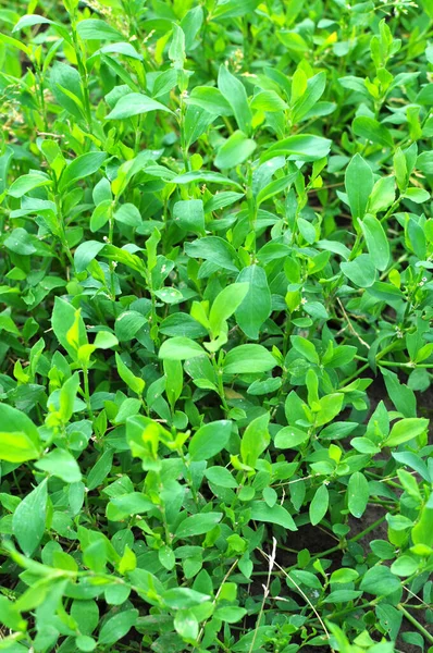 Wiosną Wolności Rośnie Zielona Trawa Polygonum Aviculare — Zdjęcie stockowe